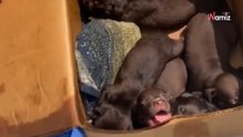 Z wyrzuconego na śmietnik pudła dochodzi rozpaczliwy pisk. W środku rozgrywa się dramat (video)