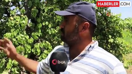 Malatya'da şiddetli fırtına kayısı hasadını etkiledi