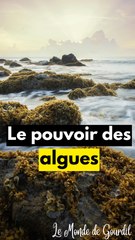 Les algues vont remplacer le solaire ?!