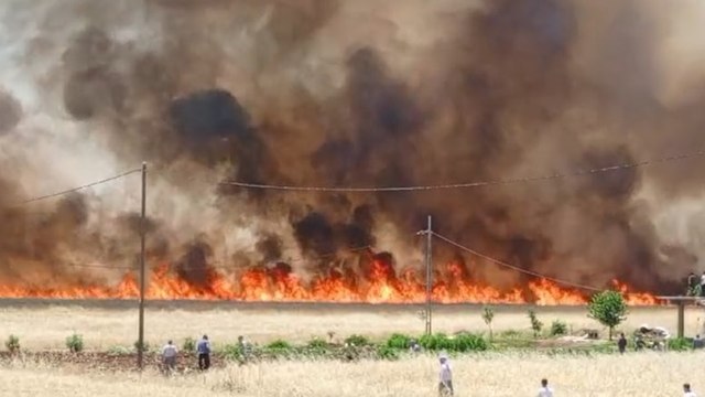 420 dönüm ekili buğday alev alev yandı