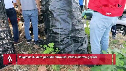 Muğla’da ilk defa görüldü! 'Drakula' istilası alarma geçirdi