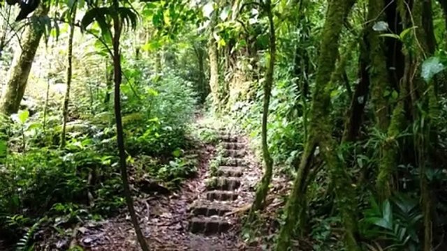 The Most Beautiful Forests On The Planet HD 2024