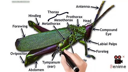 Grass Hopper ear | fun fact | Biology fact | fact about grasshopper