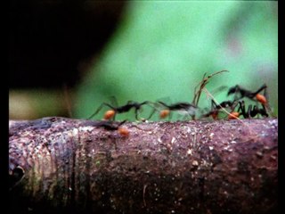 Burden of Dreams - Official 4K Re-Release Trailer