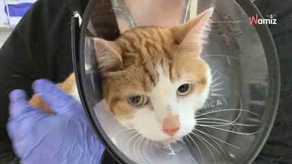 Ils emmènent leur chat aux urgences suite à des vomissements : la radio révèle l'impensable