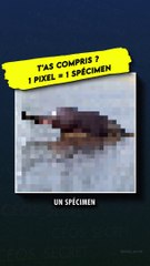 1 pixel = 1 spécimen