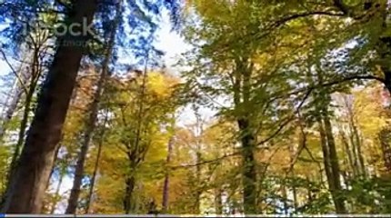 Tavşan ve Büyülü Orman