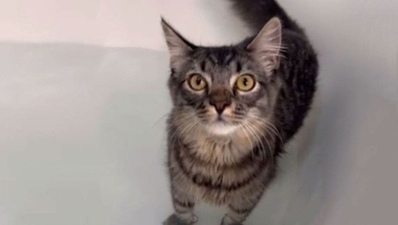 Woman Throws A "Rave Bath" For Her Cat Who Loves Bath Time video