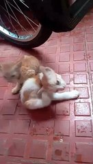 Curious Cat Adventures: Playtime Fun!