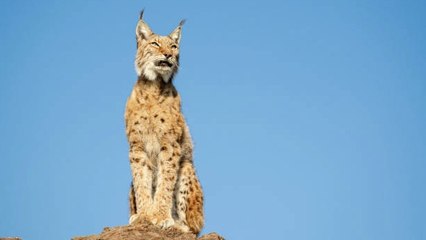 El Lince Ibérico Deja De Estar En Peligro De Extinción