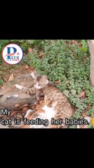 My  cat is feeding her babies.
