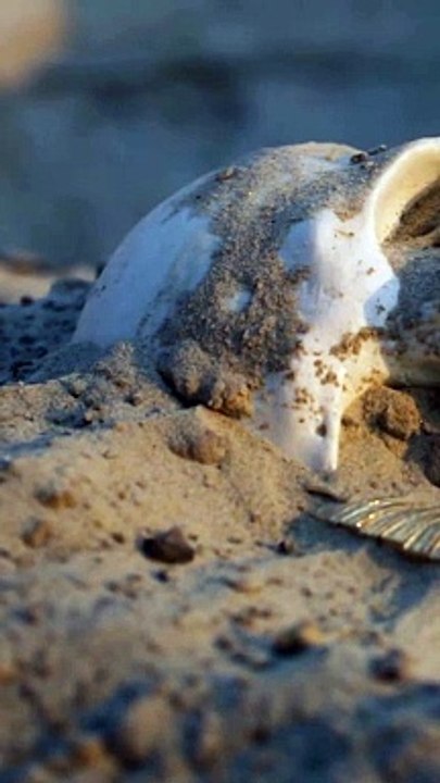 The origin of the crystal skulls remains a mystery