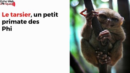 Quelques-uns des animaux les plus bizarres de la nature