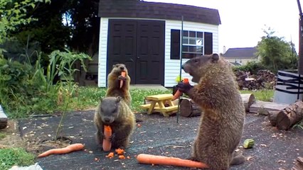 Groundhog Caught Destroying Guy's Garden Brings His Whole Family For Dinner