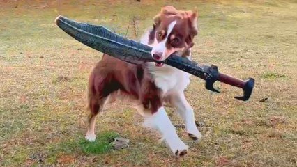 Sword Fighting Dog's Special Sword Breaks!