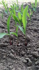 Growing up corn plants at garden