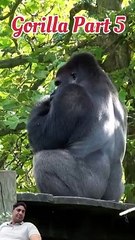 Gorilla ka vyavhar | silverback gorilla animal behavior in hindi (part 5)