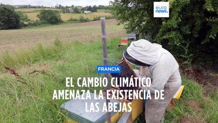 Las fuertes lluvias empapan a las abejas y amenazan su existencia