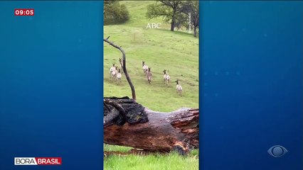 Burro se torna líder de manada de veados nos EUA