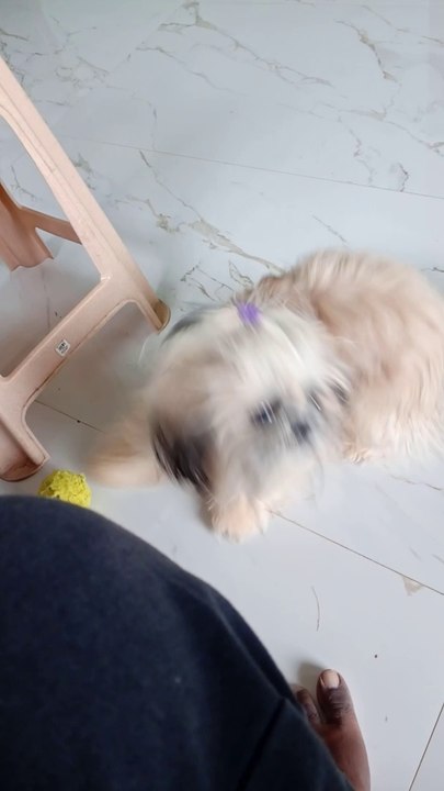 Cutest Puppy l dogs l playing with neighbours dog #doglovers