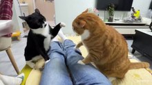 I dare you not to laugh at these FUNNY CATS --Funny Cat Videos of 2024(720P_HD)