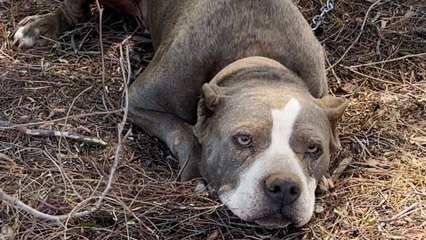 Pittie Found Tied To A Fence Goes Glamping With Her New Parents