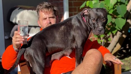 Couple Fosters Exhausted Pittie Mama And Her 8 Puppies