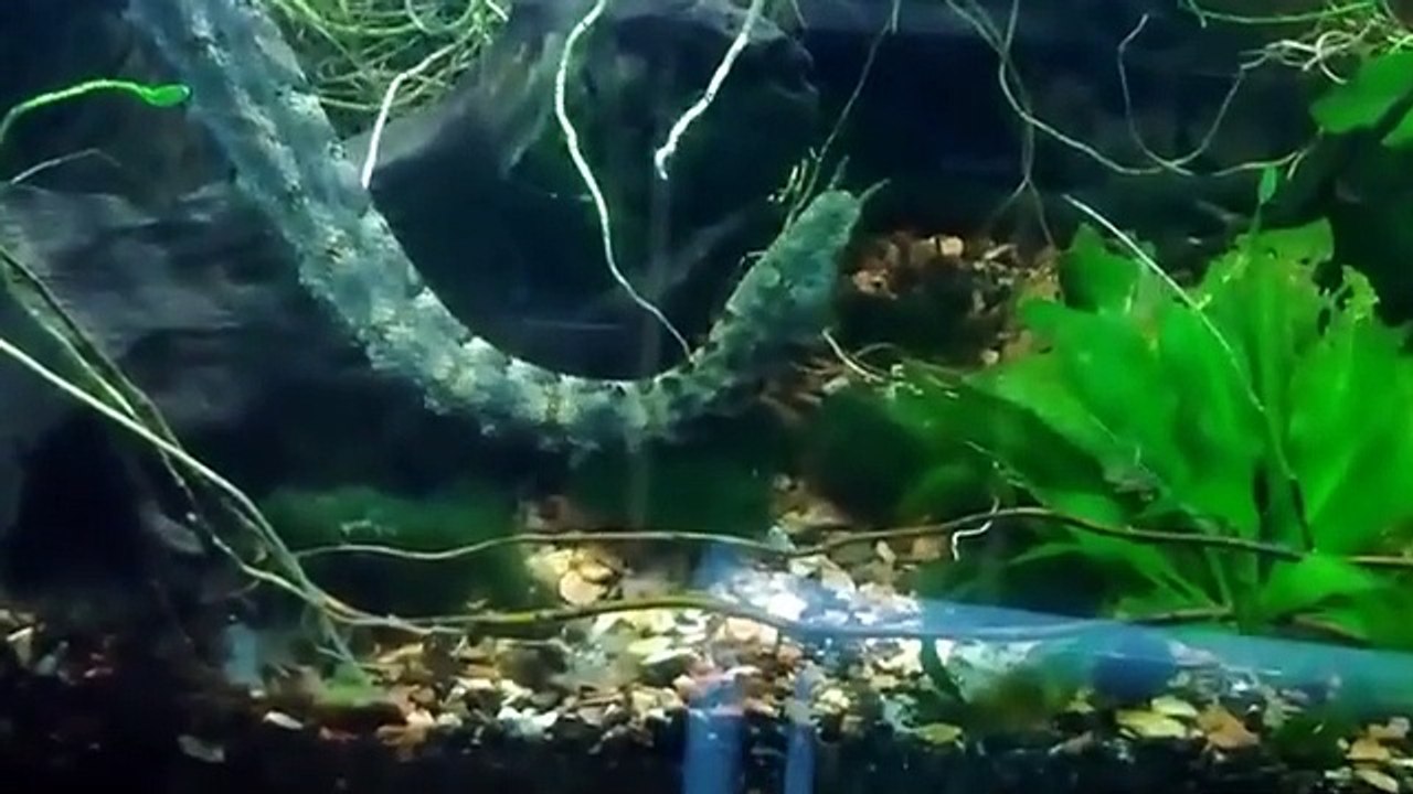 最も珍しくて奇妙なヘビ