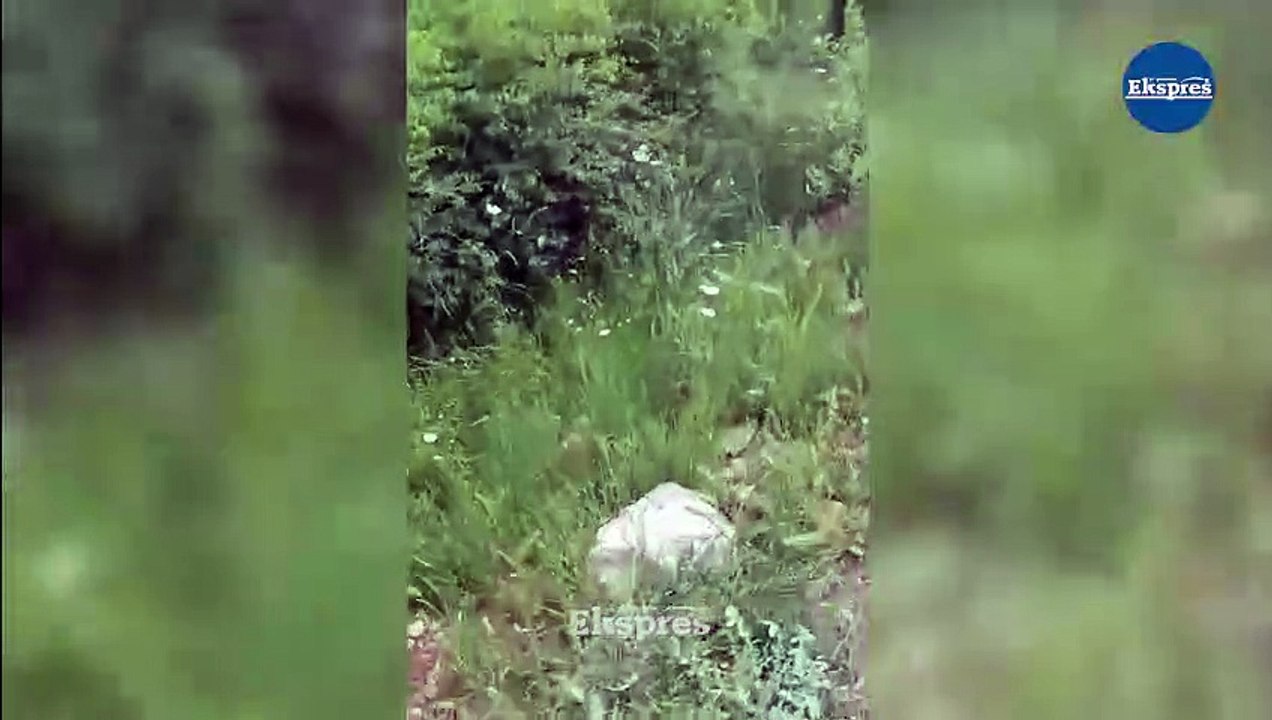 Diyarbakır’da yılan saldırısı