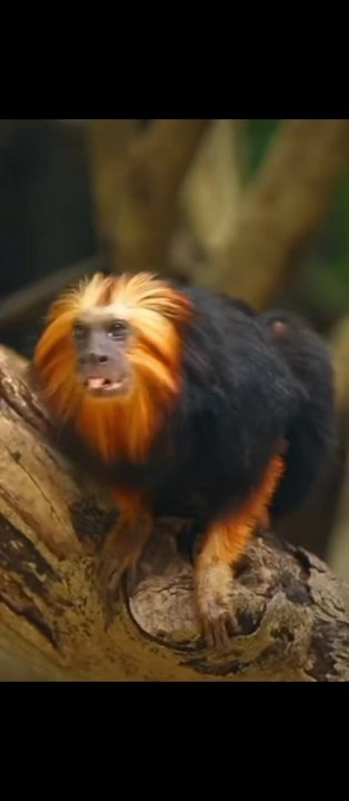 funny animals compilation | Epi #23