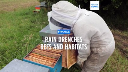 French rains drench bees and their habitats
