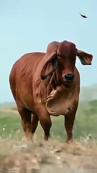 Beautiful Red Bull