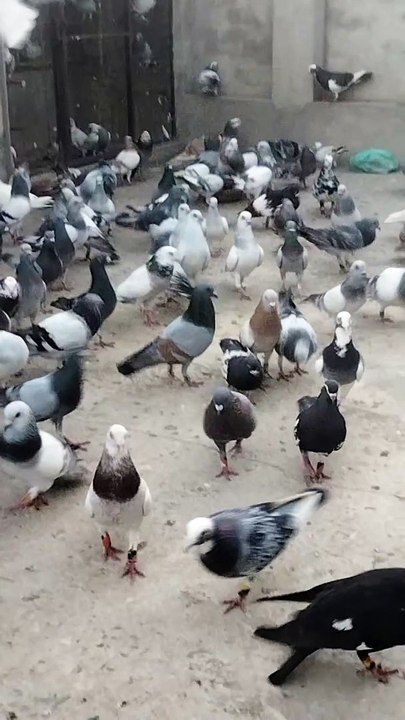 pigeon birds beautiful asian birds