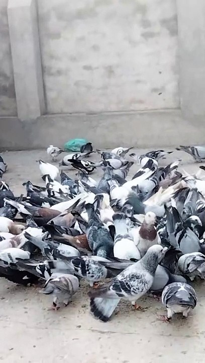 pigeon birds beautiful asian birds