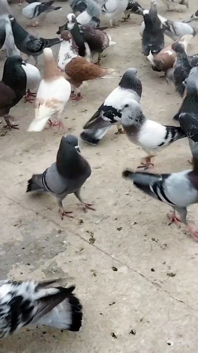 pigeon birds beautiful asian birds