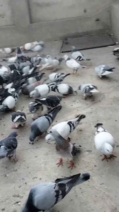 pigeon birds beautiful asian birds