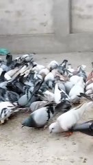 pigeon birds beautiful asian birds