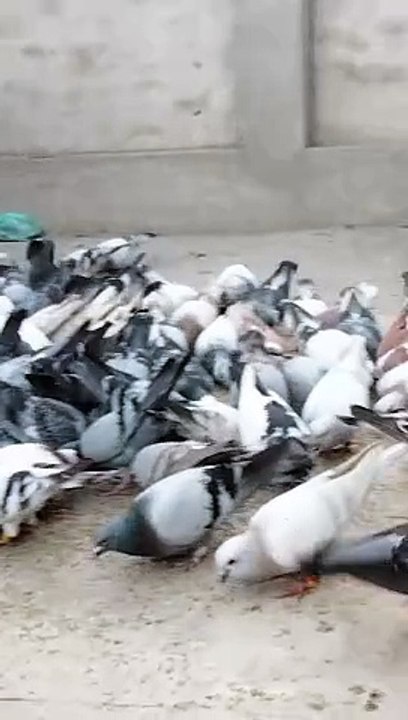 pigeon birds beautiful asian birds