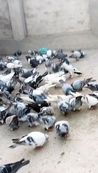 pigeon birds beautiful asian birds