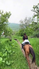 "Stunning Horse Gallop with Scenic Views | Breathtaking Equine Beauty"