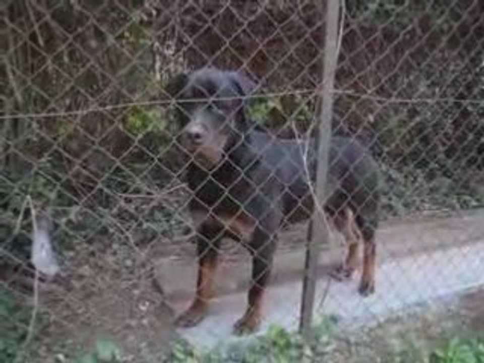 Toska et chiara en balade 4