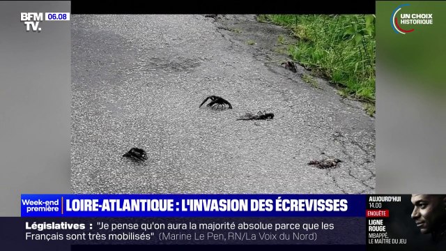 C'est hallucinant d'en voir autant : après les orages, l'invasion des écrevisses de Louisiane en Loire-Atlantique