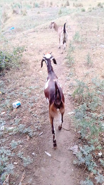 cute goat