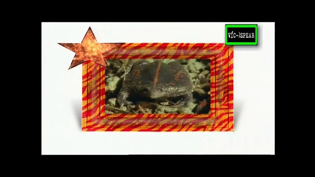 Animales Asombrosos: Animales constructores - Documental (1996) Español Latino