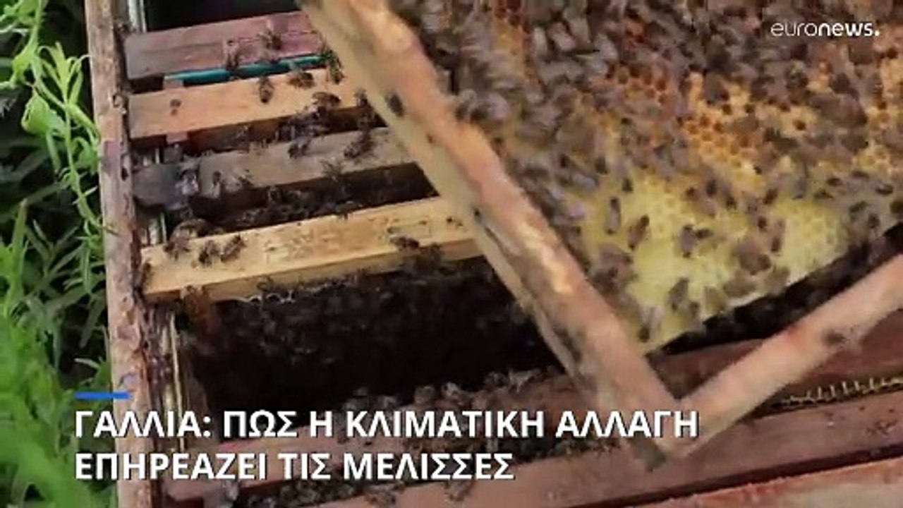 Γαλλία: Πως η κλιματική αλλαγή επηρεάζει τις μέλισσες