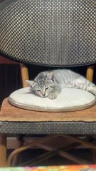 Cat life