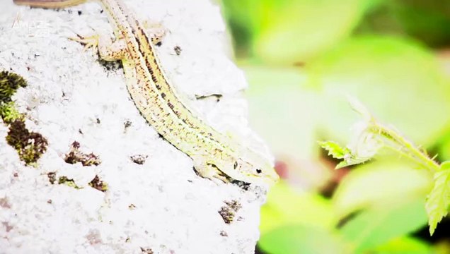 Alligators Can Regrow Their Tails Just as Easy as Other Lizards