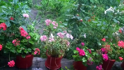 Rain Sounds and thunderstorm that inspires.