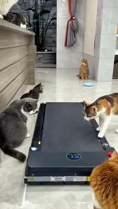 Cat's playing