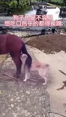 Funny dog playing with horse 